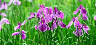「彼の方から愛されたい！」草食な彼をメソットで虜にする