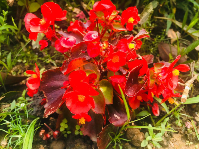 卯月の台北に咲くお花たち