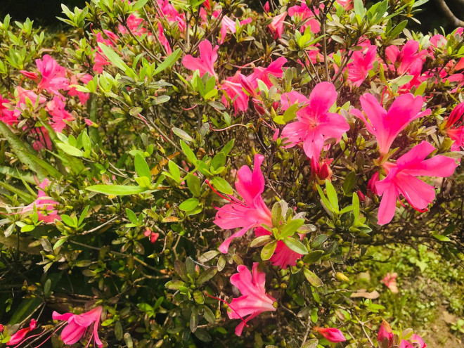 卯月の台北に咲くお花たち