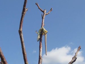夫たちへ！俳句『うたた寝に 心地よく鳴る モズの声』を毎日3回共に唄おう