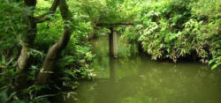 『古池や蛙飛び込む水の音』松尾芭蕉の本当の意味を理解し「良縁」を掴む