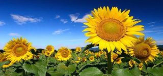 今年の「夏休み」は「家族チーム」でどのように過ごしますか?