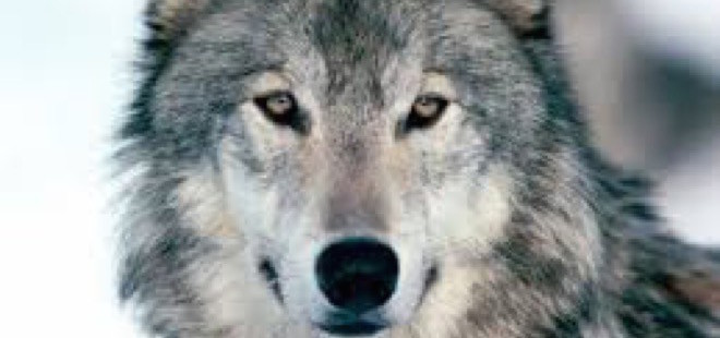 【帝】13万5,000年前オオカミがイヌへと進化成長するキッカケをもたらせたたった一つの「生存のフラグ」