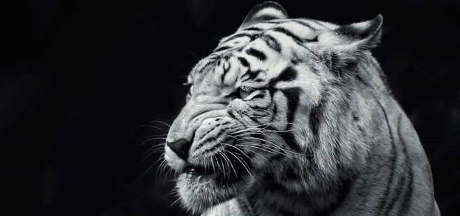 black-tiger